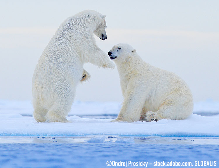 Eisbären im Spitzbergen-Archipel