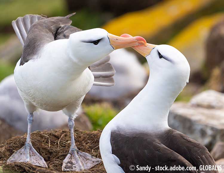 Albatrosse auf den Falkland-Inseln