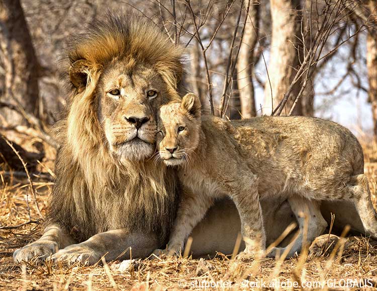 Lwen im Kruger-Nationalpark