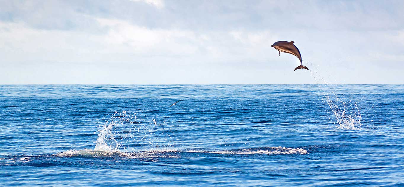T�ber 20 Walarten und zahlreiche Delfine tummeln sich rund um die Azoren