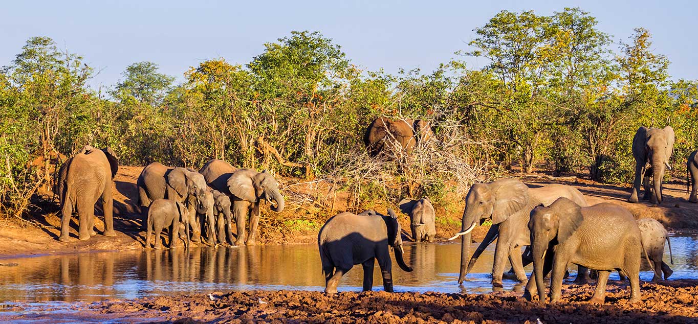 Elefanten im Kruger Nationalpark