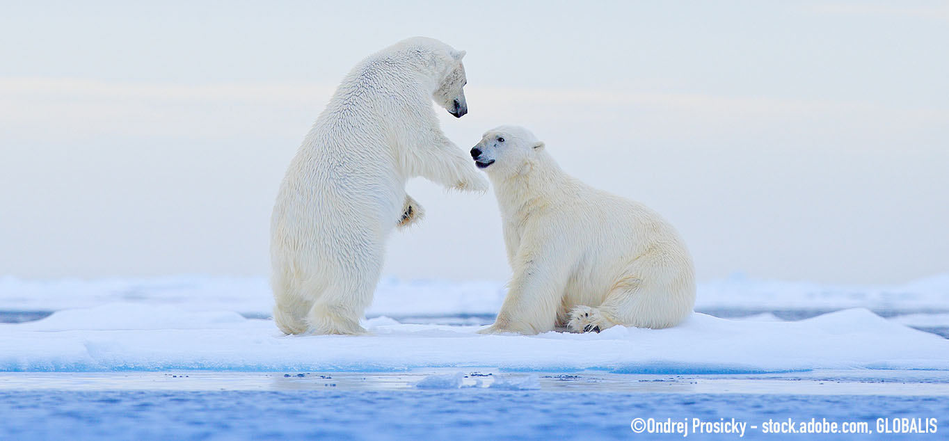 Tanzende Eisb�ren in der Arktis