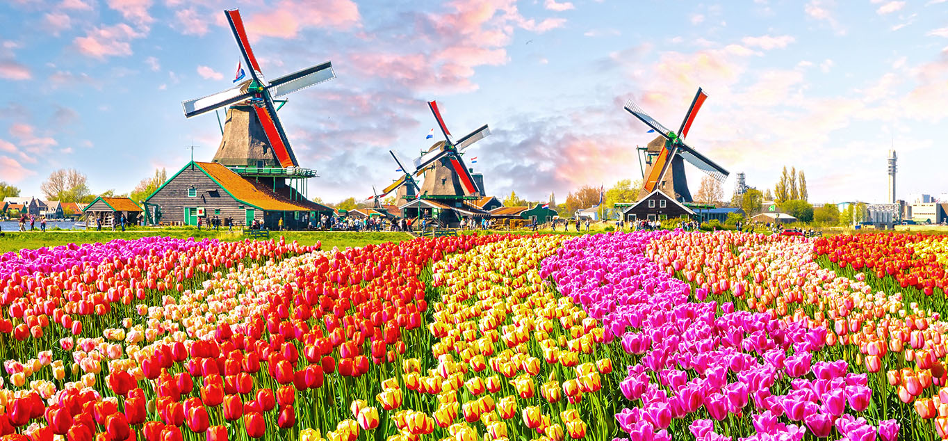 Tulpenblte in Holland